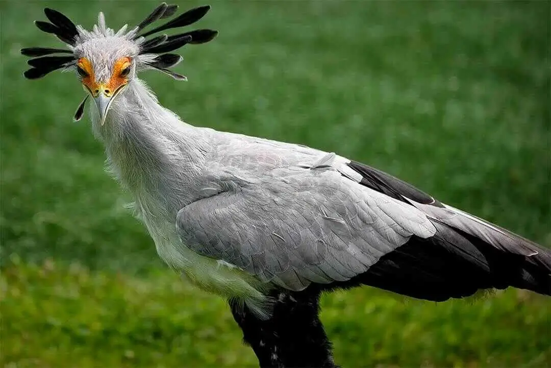 Secretary Bird Full Close up